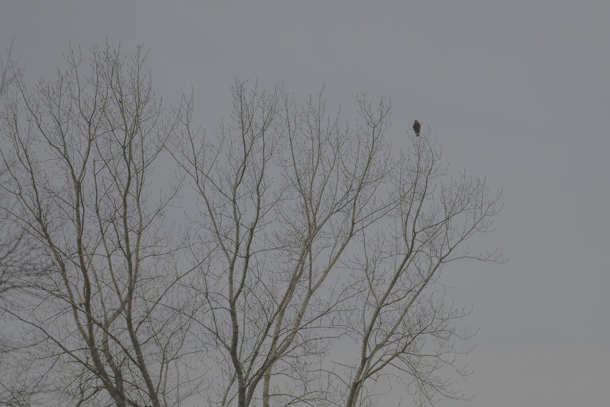 Paçalı Şahin - ML646457665