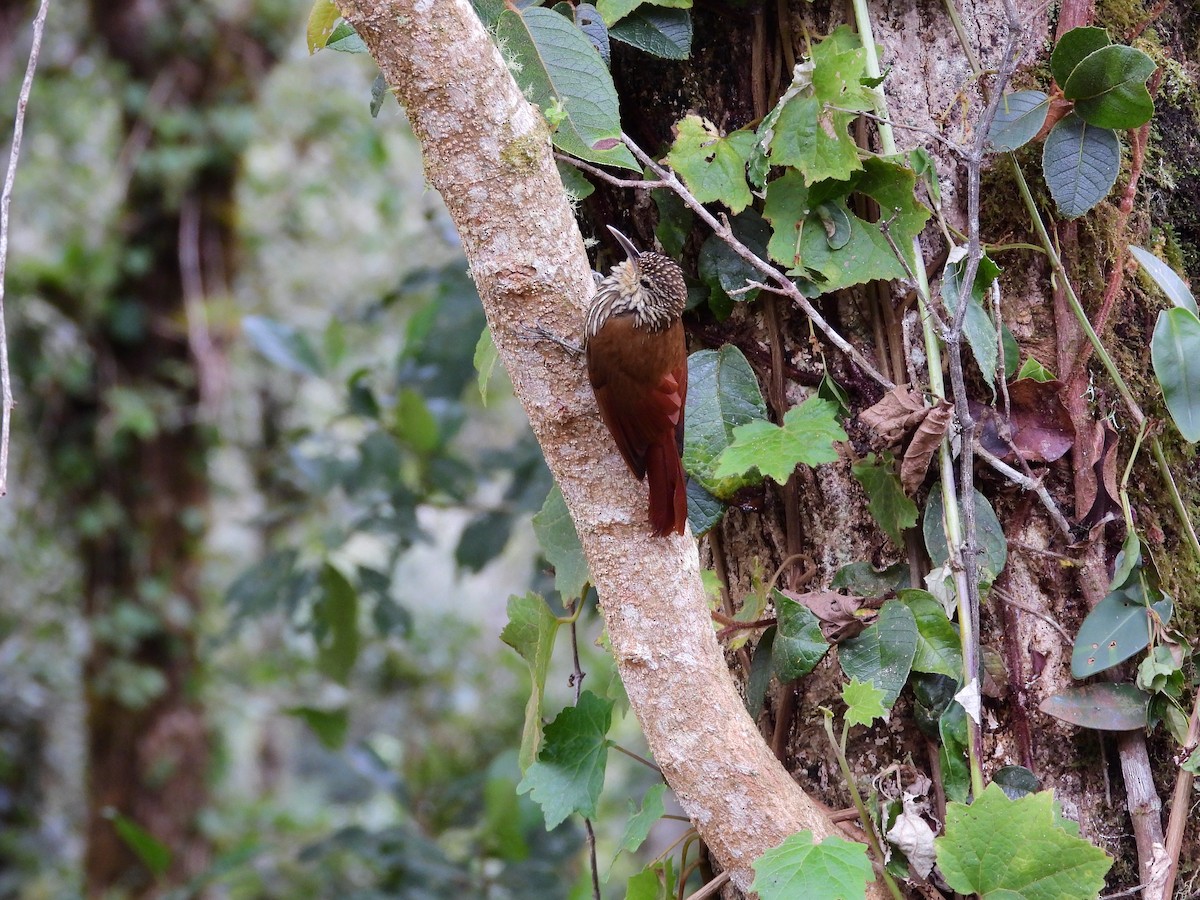 Spot-crowned Woodcreeper - ML646457669