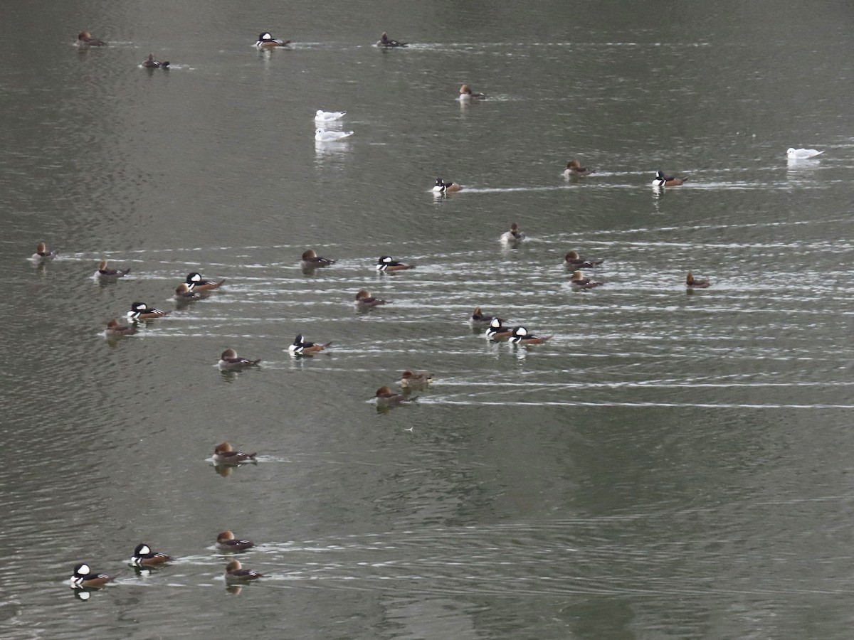 Hooded Merganser - ML646457670