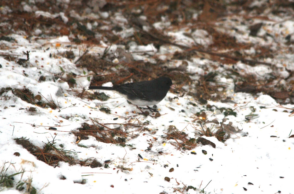 Dark-eyed Junco (Slate-colored) - ML646457671