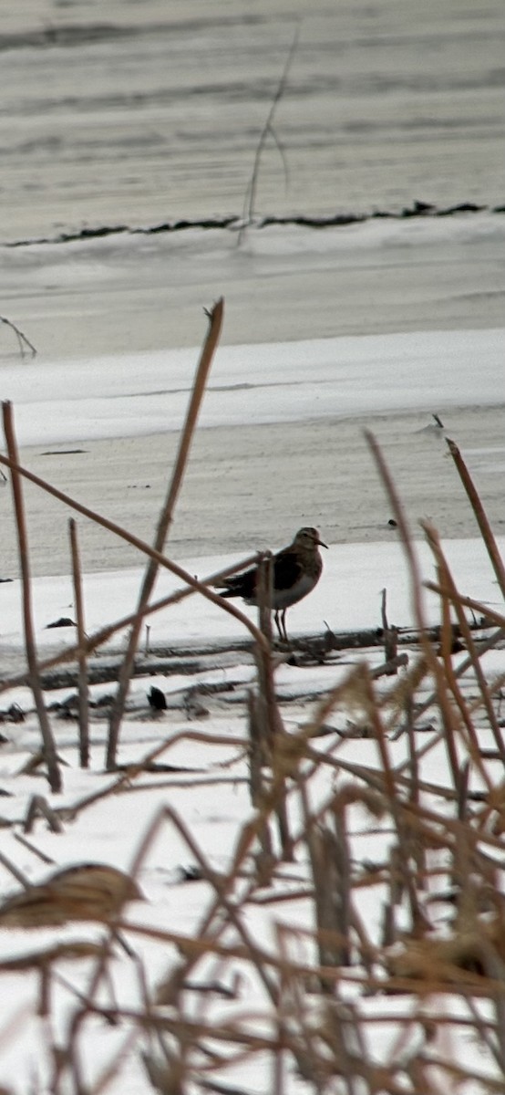 Pectoral Sandpiper - ML646457672