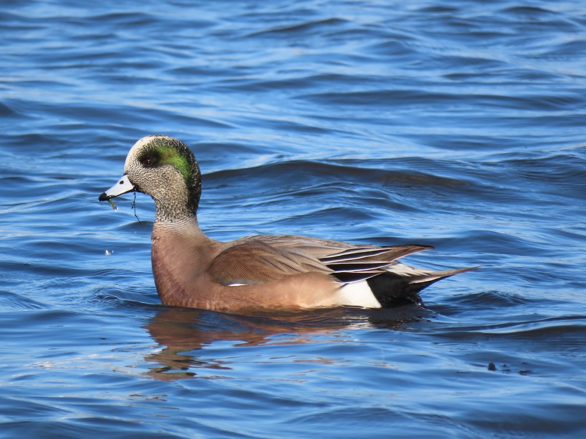 American Wigeon - ML646457673