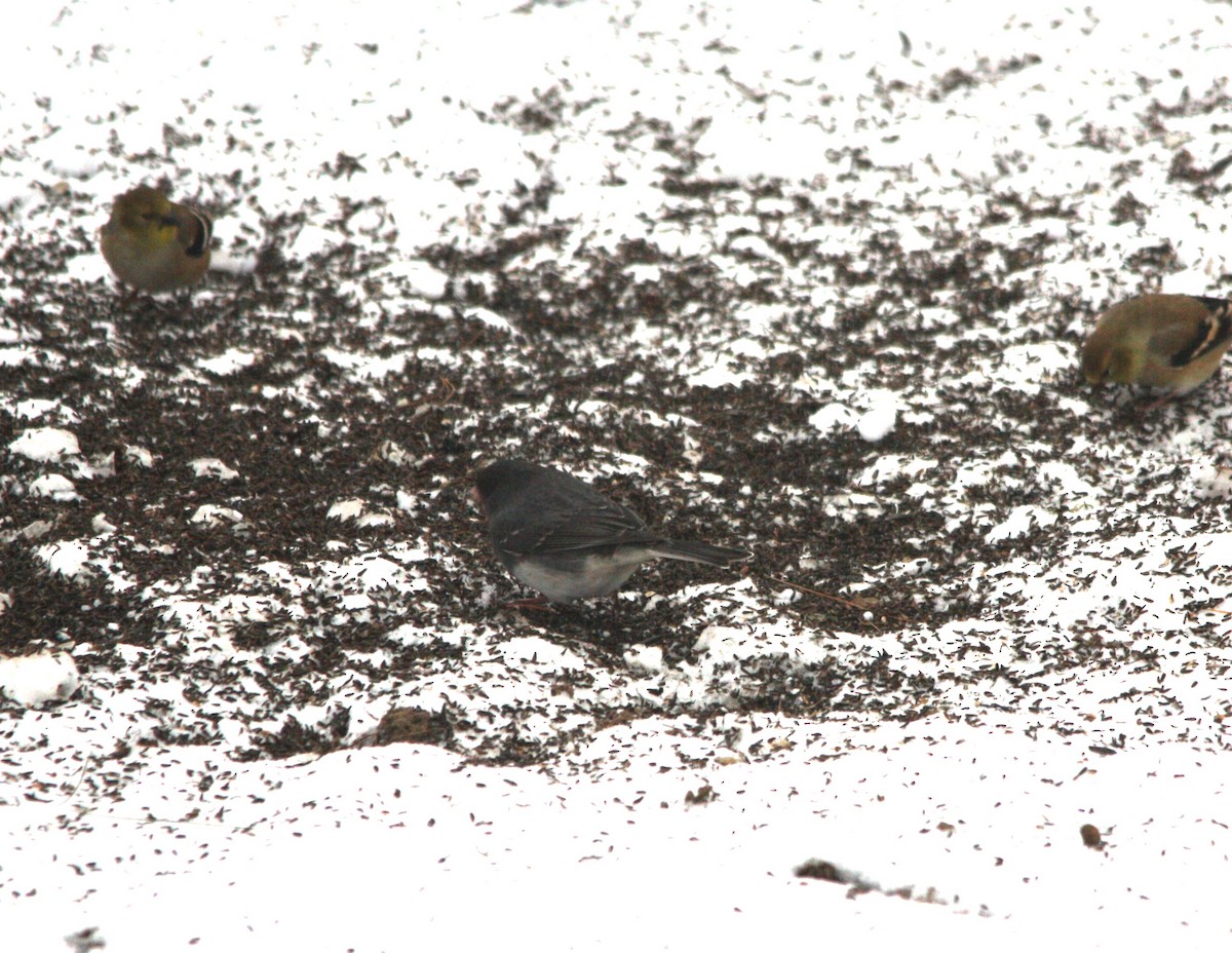 Dark-eyed Junco (Slate-colored) - ML646457675