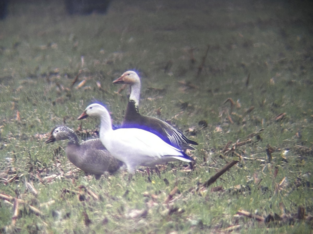 Snow Goose - ML646457676