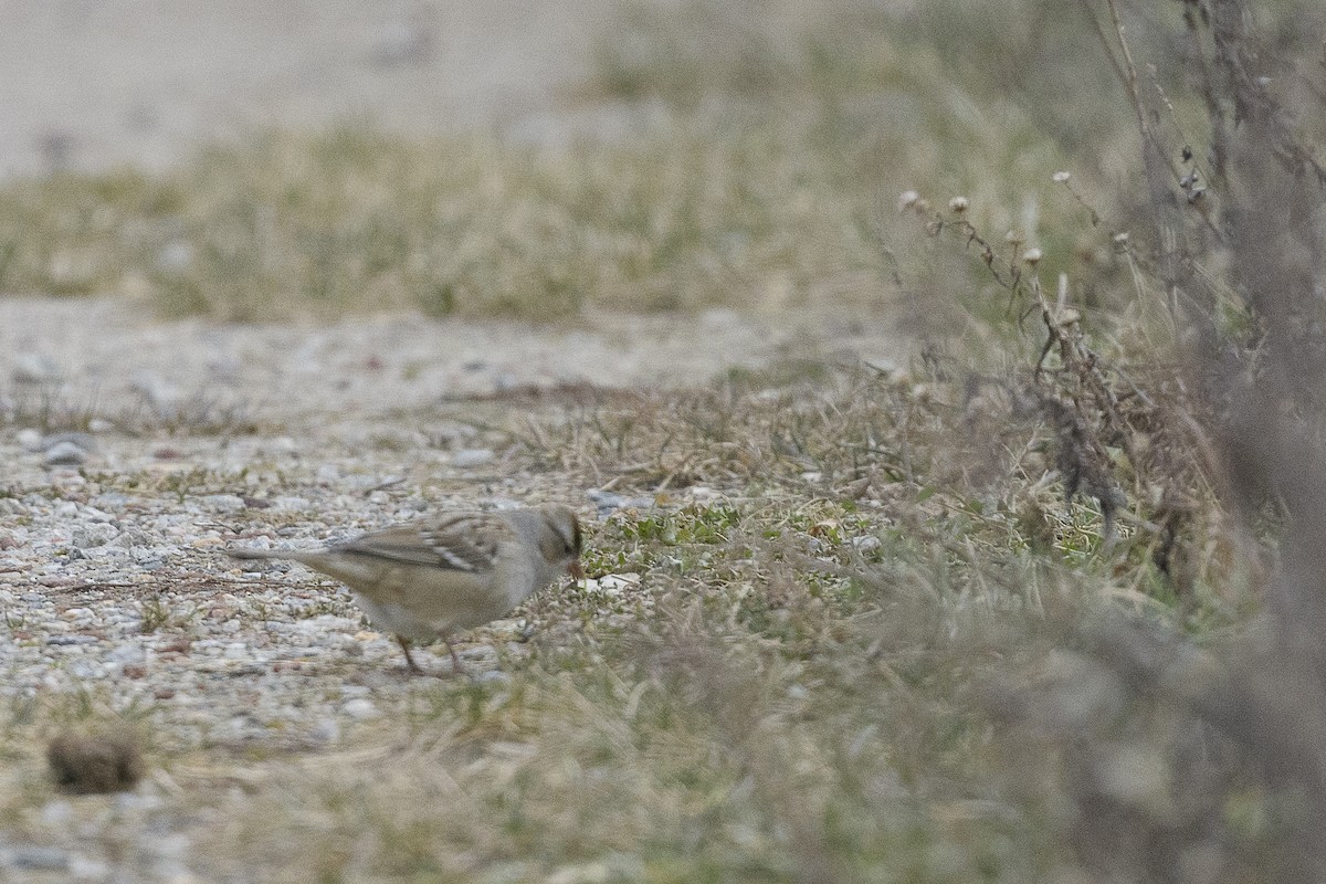 Porsuk Serçesi - ML646457677