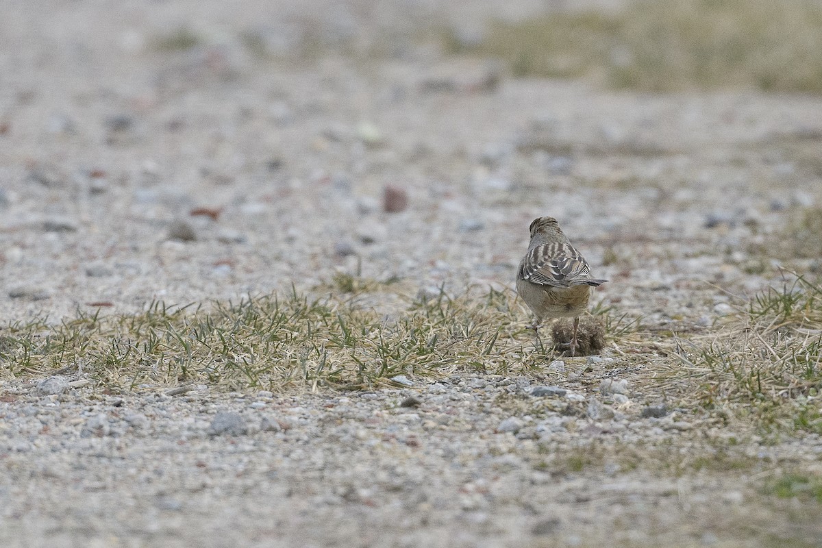 Porsuk Serçesi - ML646457678