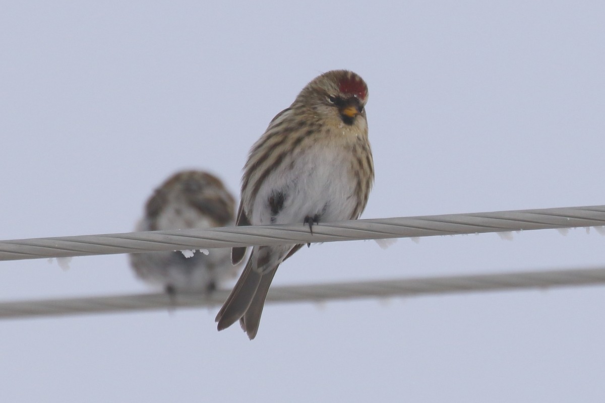 Redpoll - ML646457679