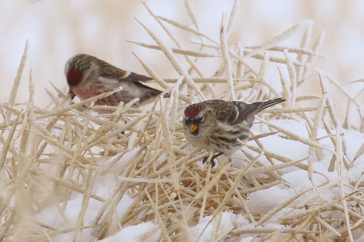 Redpoll - ML646457681
