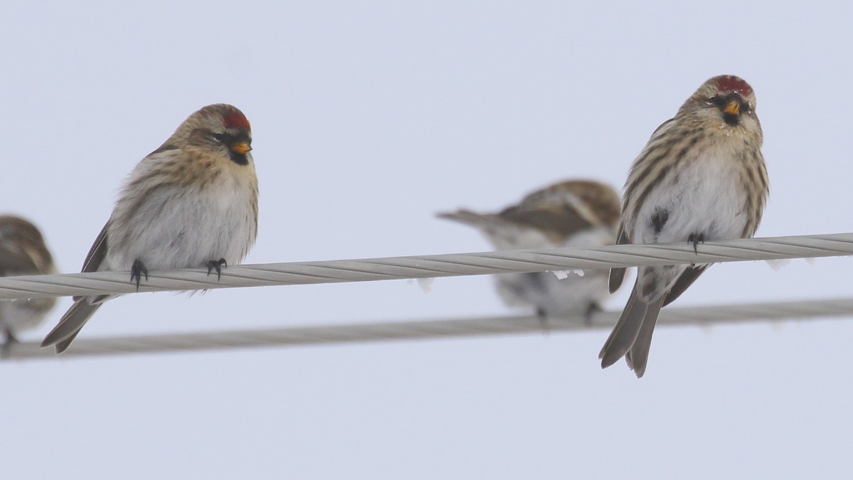 Redpoll - ML646457684