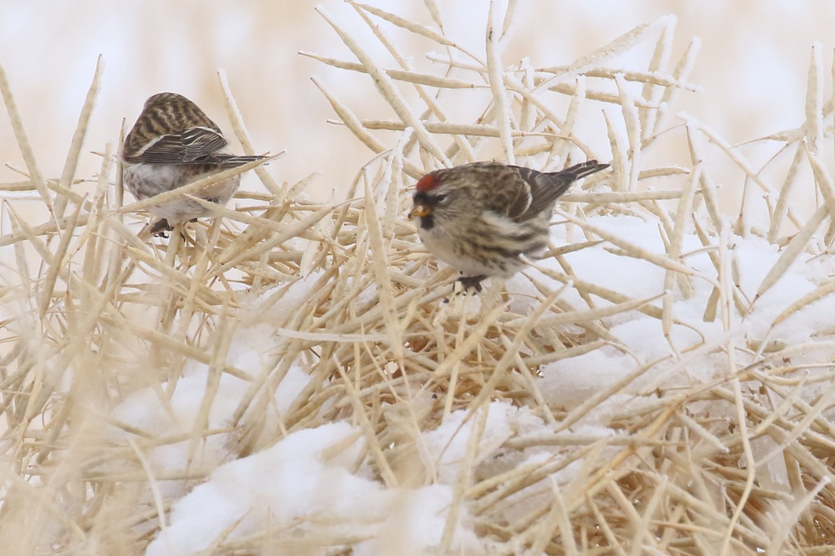 Redpoll - ML646457686