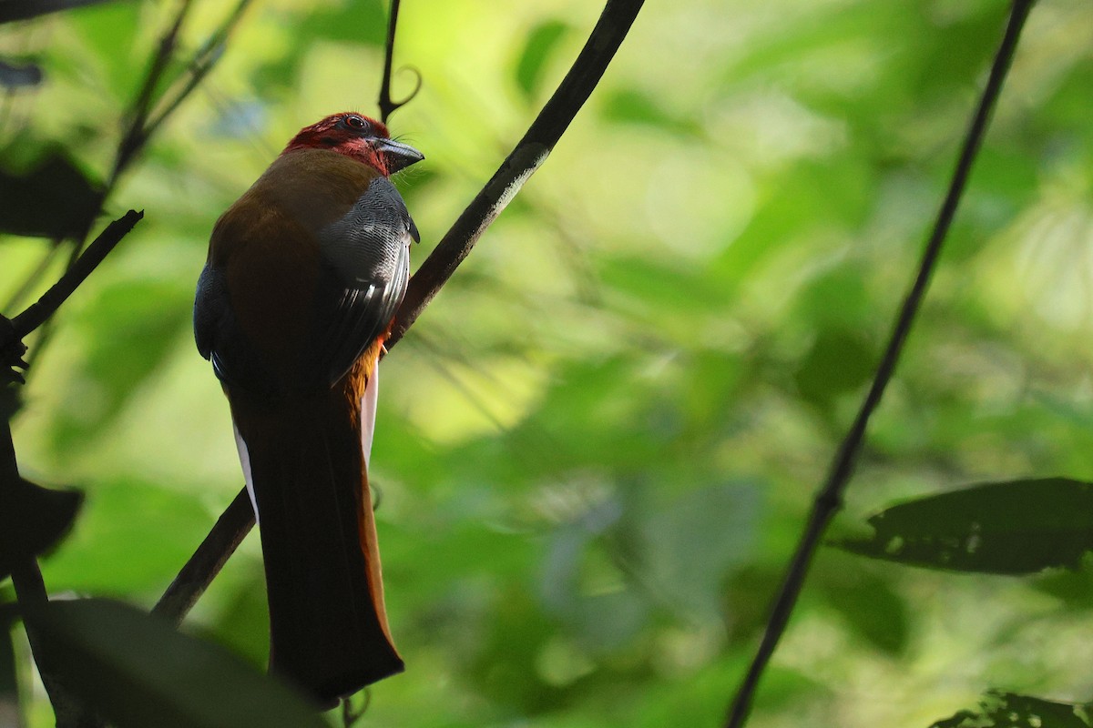 Red-headed Trogon - ML646457689