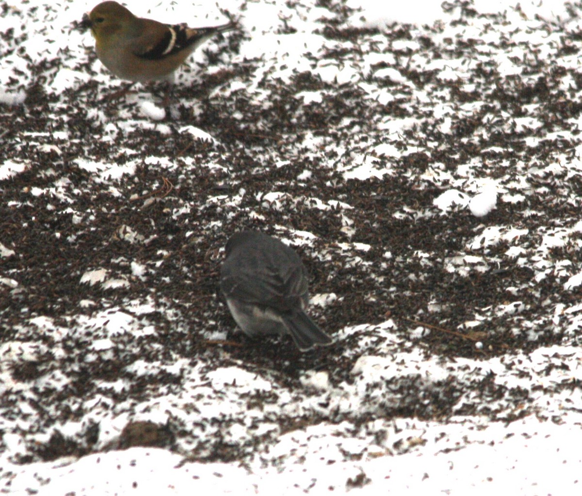 Dark-eyed Junco (Slate-colored) - ML646457692