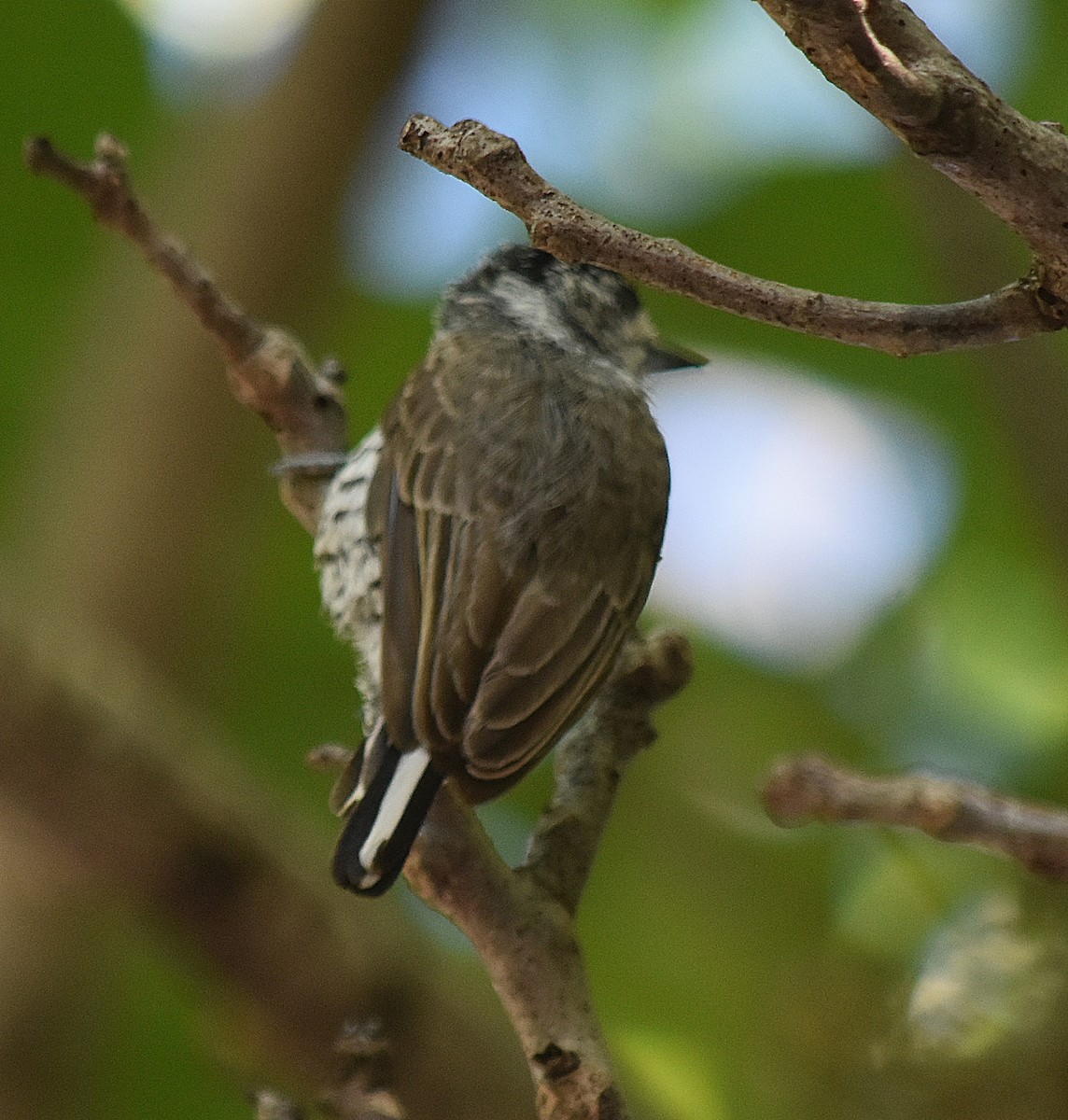 シロスジヒメキツツキ - ML646457716