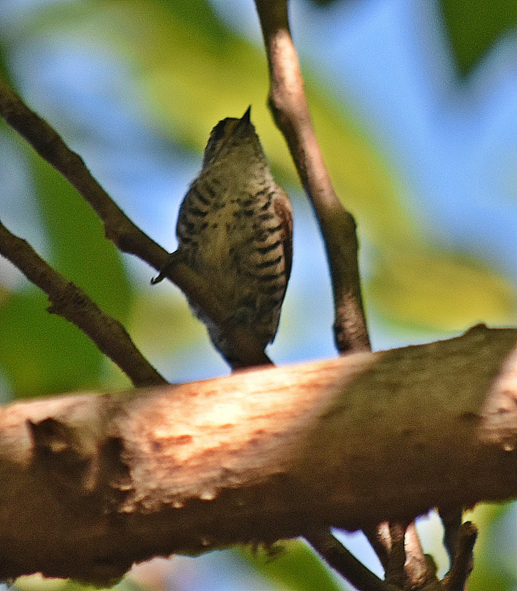 シロスジヒメキツツキ - ML646457717