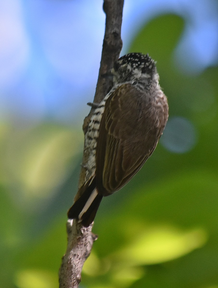 シロスジヒメキツツキ - ML646457718