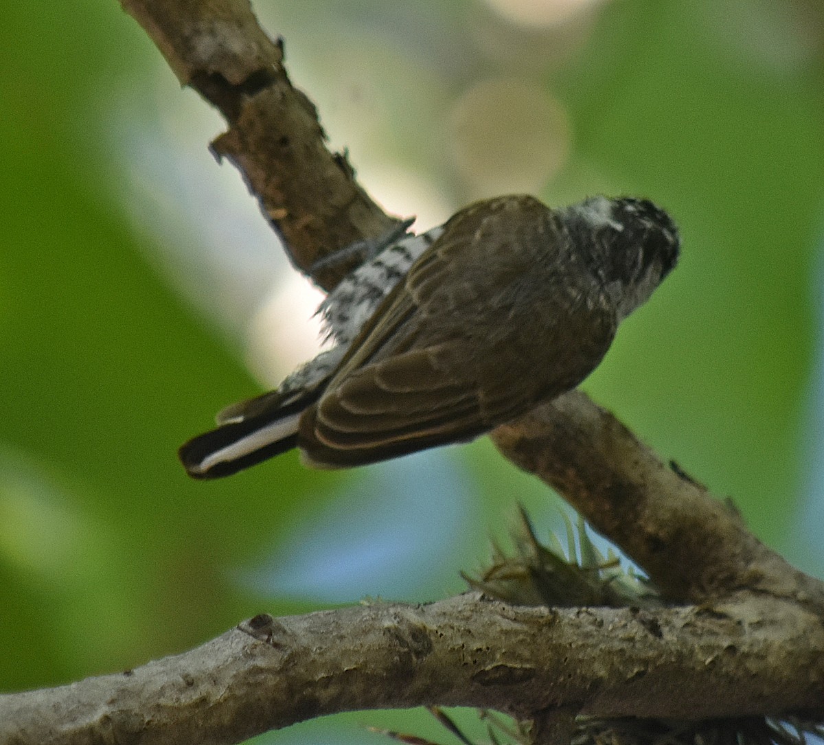 シロスジヒメキツツキ - ML646457719