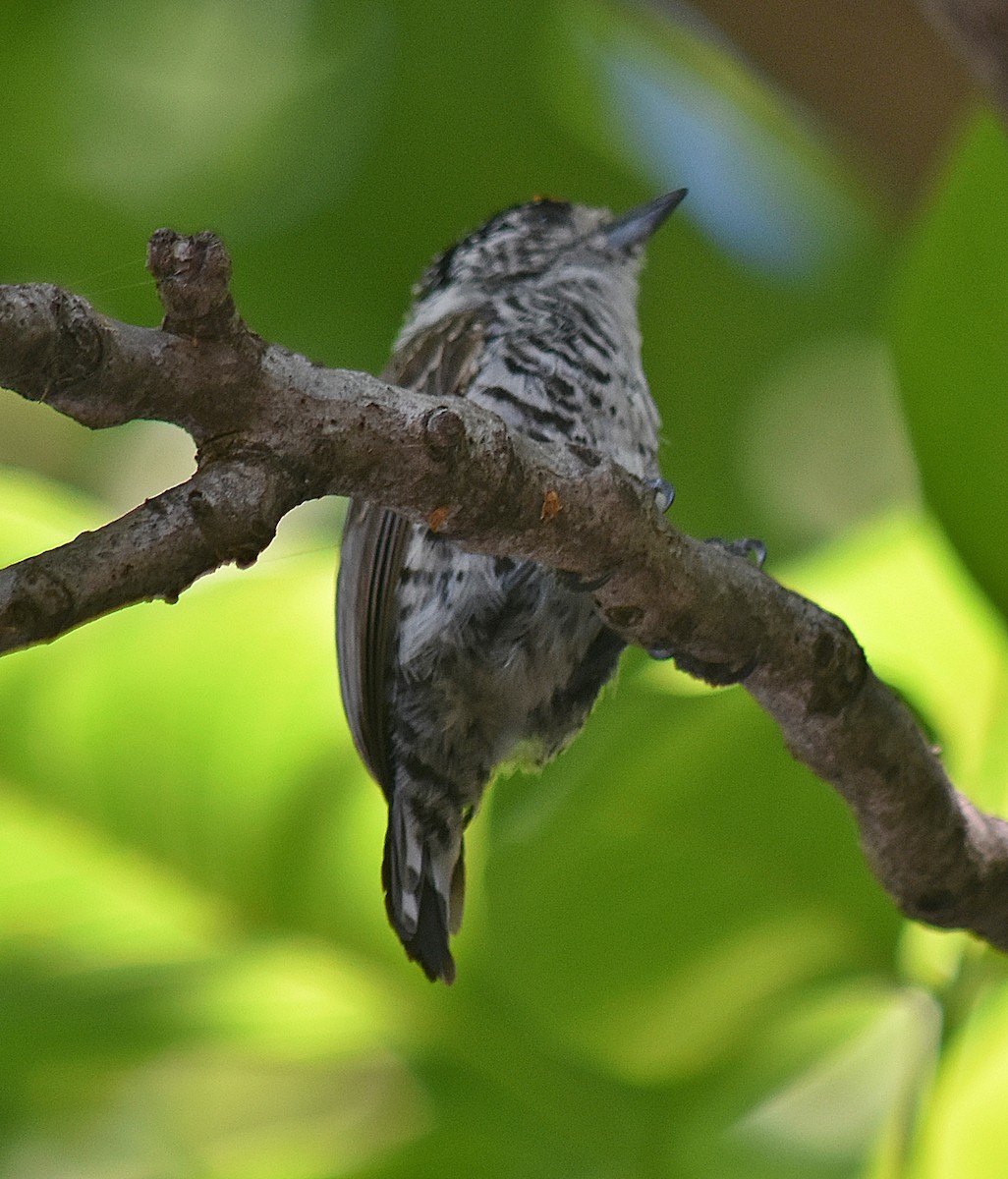 シロスジヒメキツツキ - ML646457720