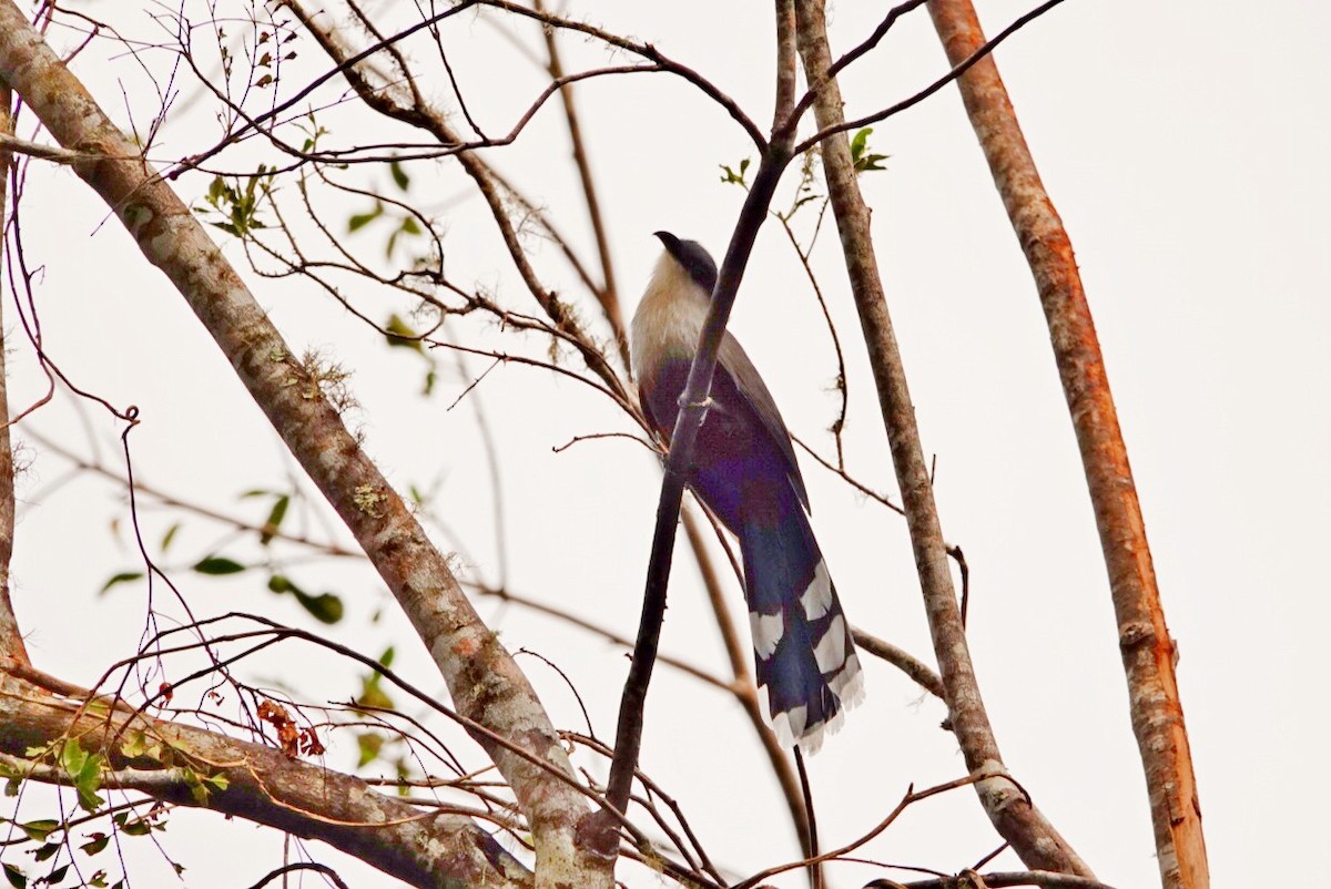 Chestnut-bellied Cuckoo - ML646457723