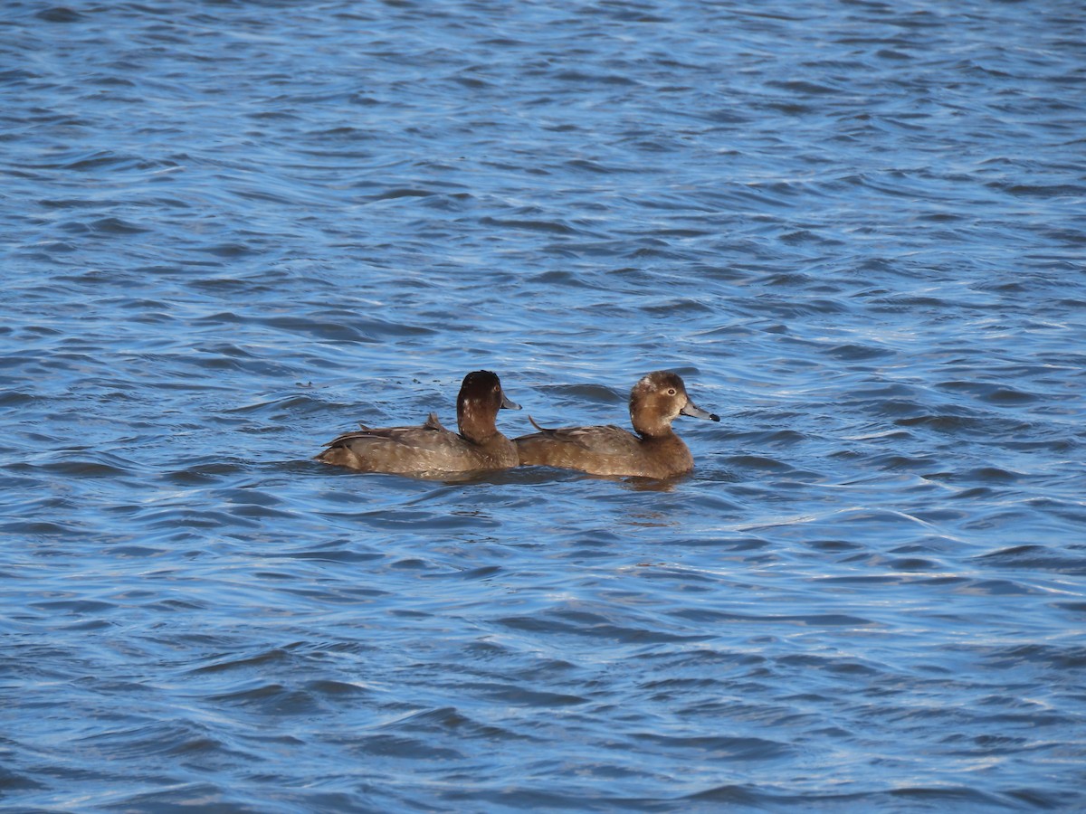 Redhead - ML646457725