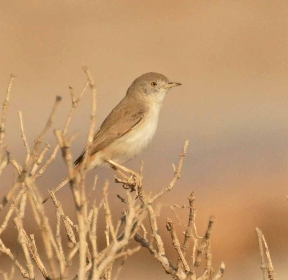 Цөлийн зэржгэнэ - ML646457727