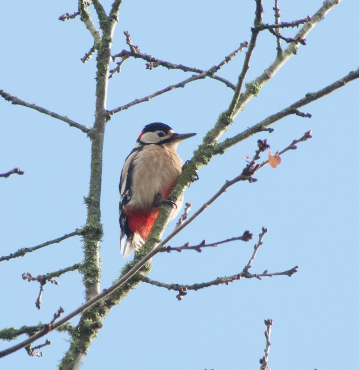 Great Spotted Woodpecker - ML646457728