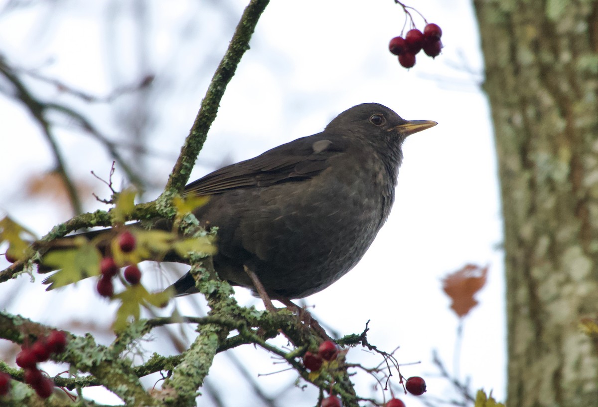 Eurasian Blackbird - ML646457736