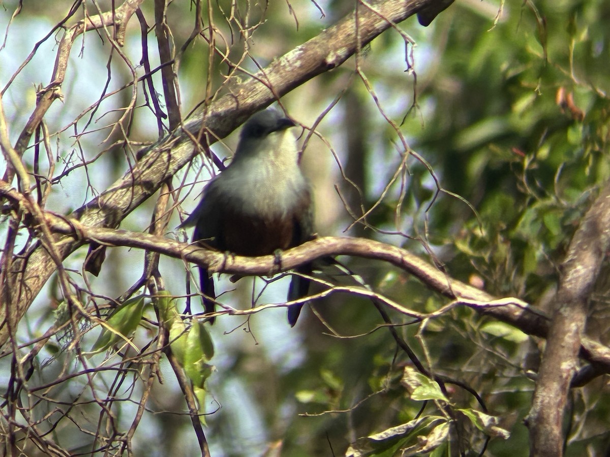 Chestnut-bellied Cuckoo - ML646457738