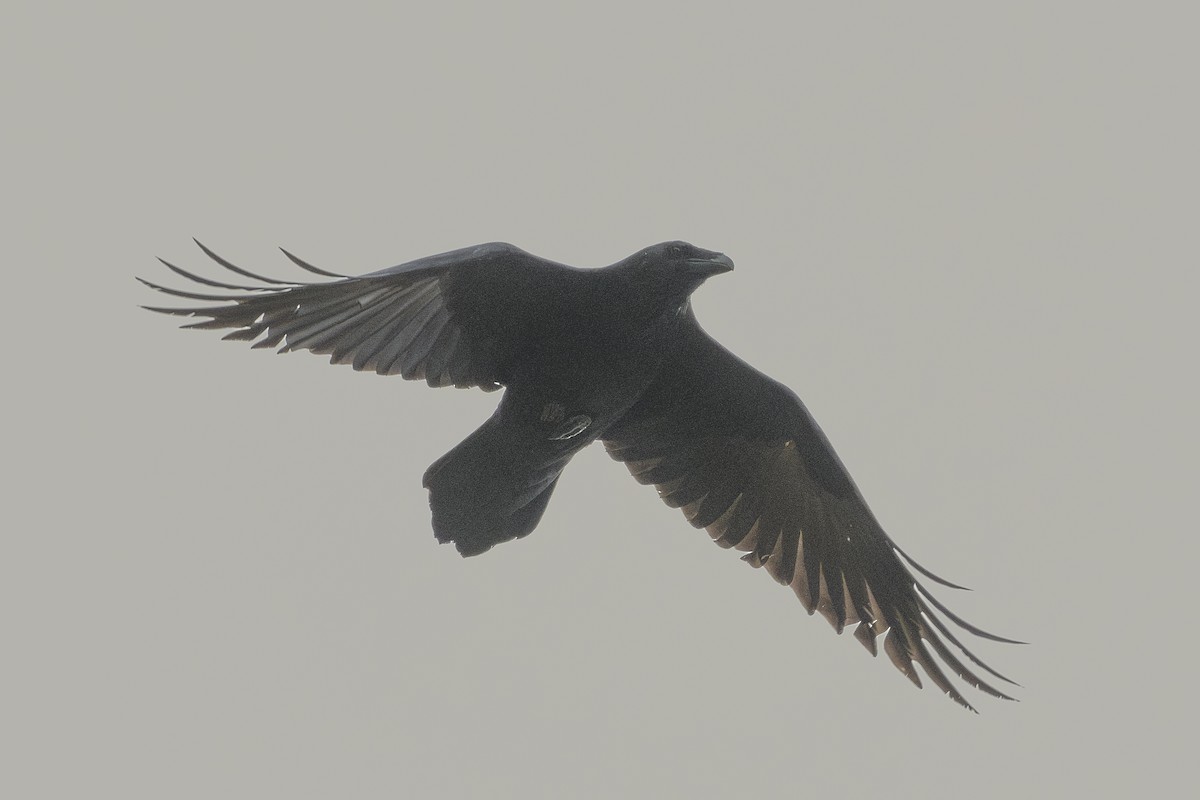 Kuzgun - ML646457741