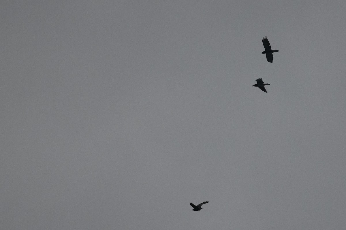 Kuzgun - ML646457742