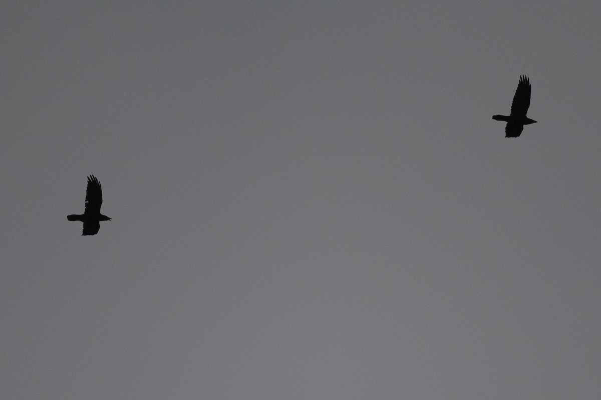 Kuzgun - ML646457743