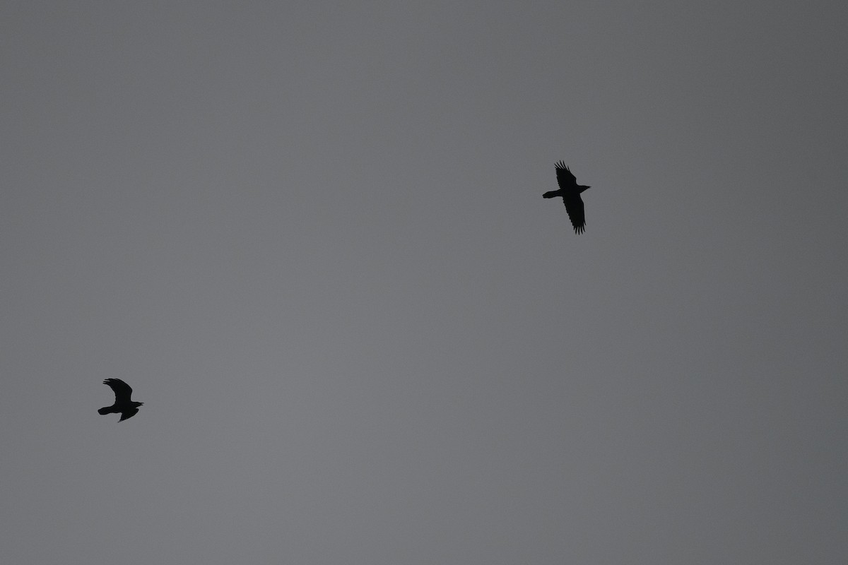 Kuzgun - ML646457744