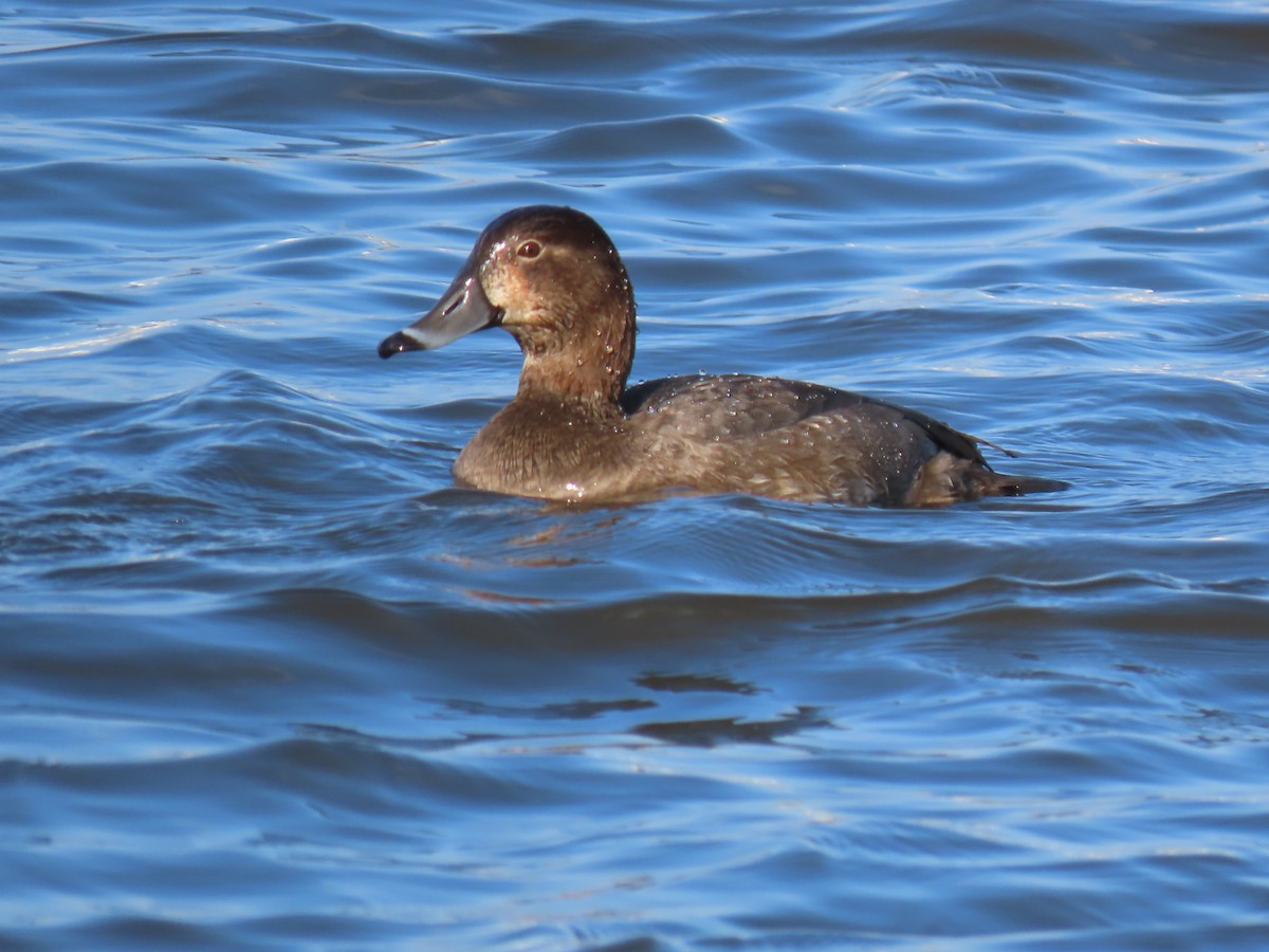 Redhead - ML646457747
