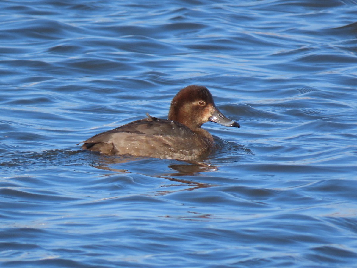 Redhead - ML646457759