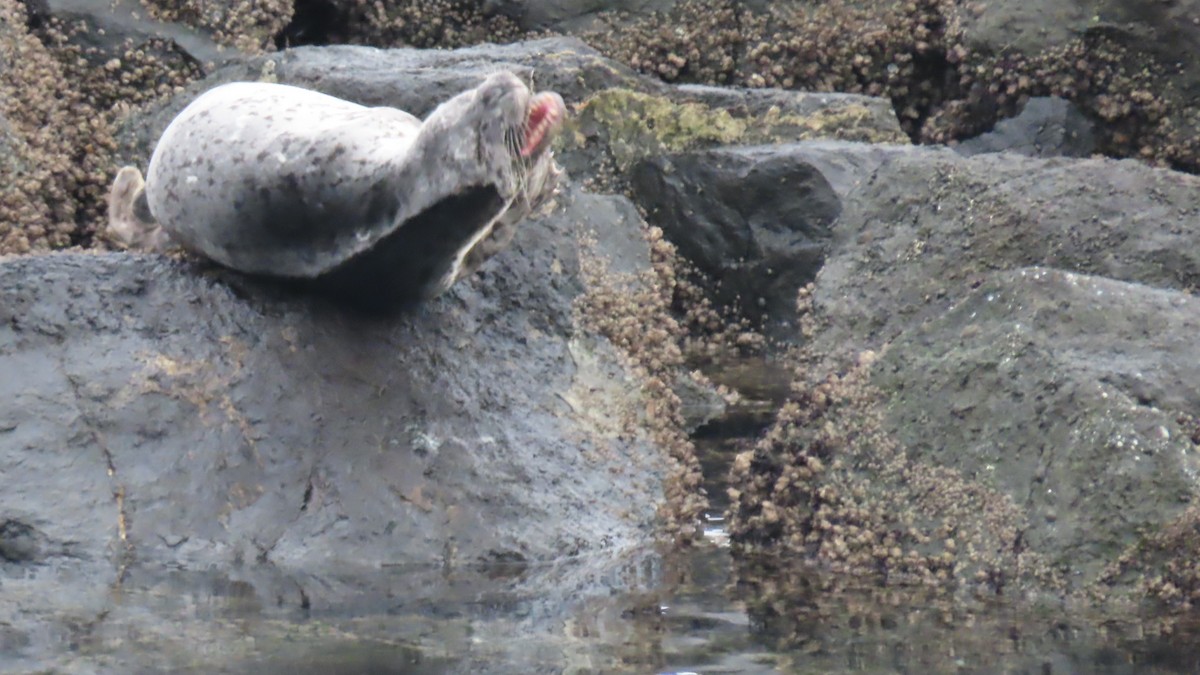 Harbor Seal - ML646457760