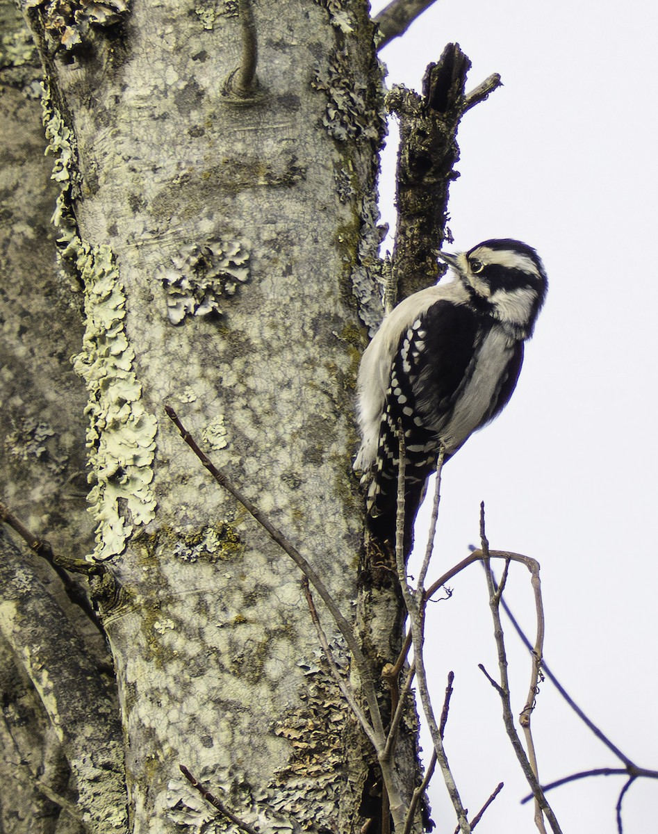 Downy Woodpecker - ML646457761