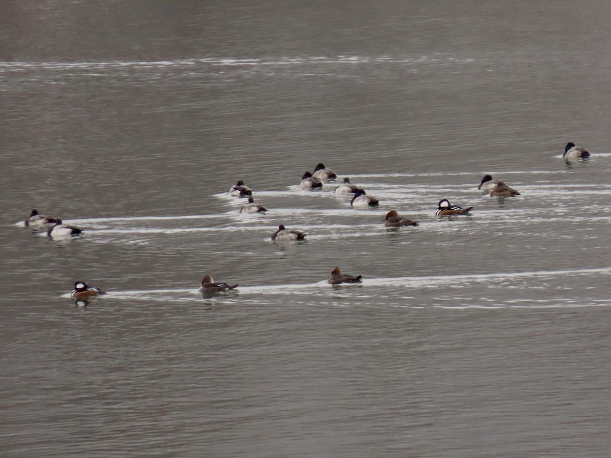 Lesser Scaup - ML646457762