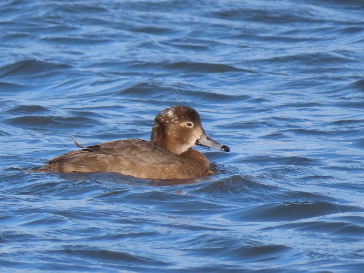 Redhead - ML646457768