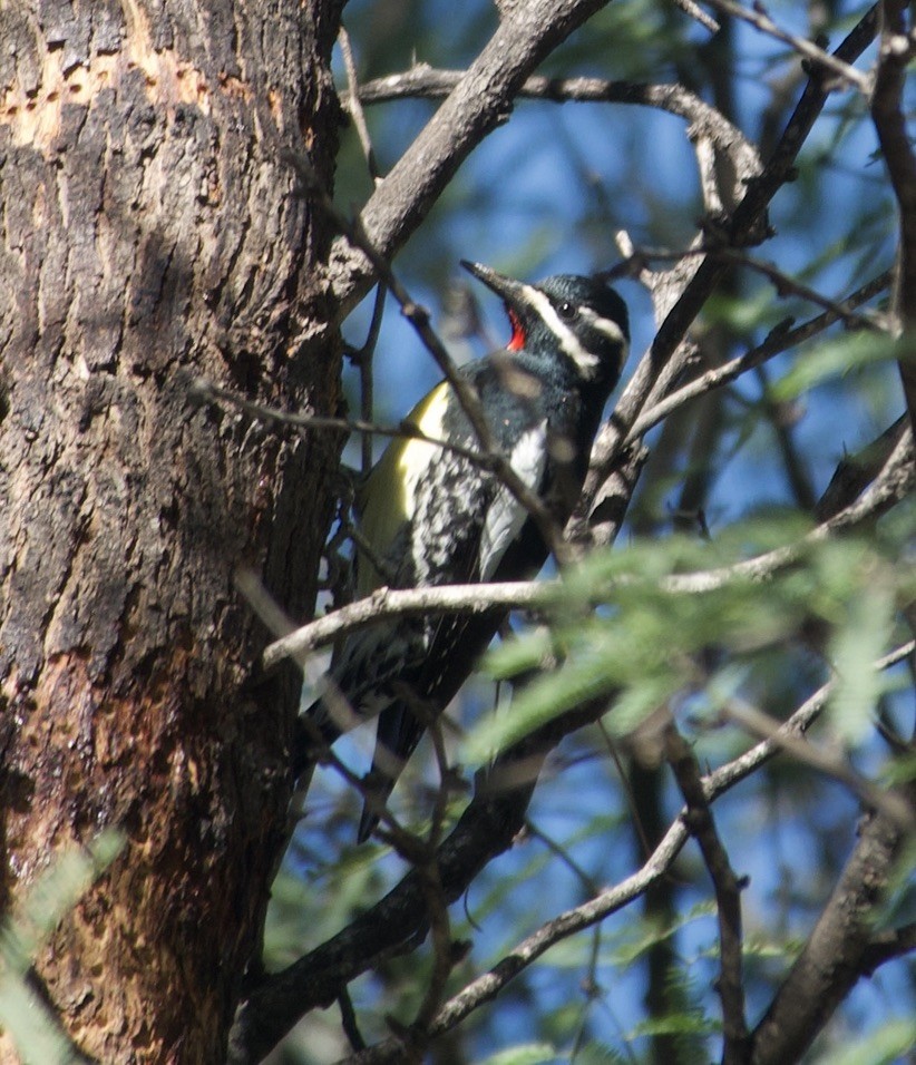 Williamson's Sapsucker - ML646457775