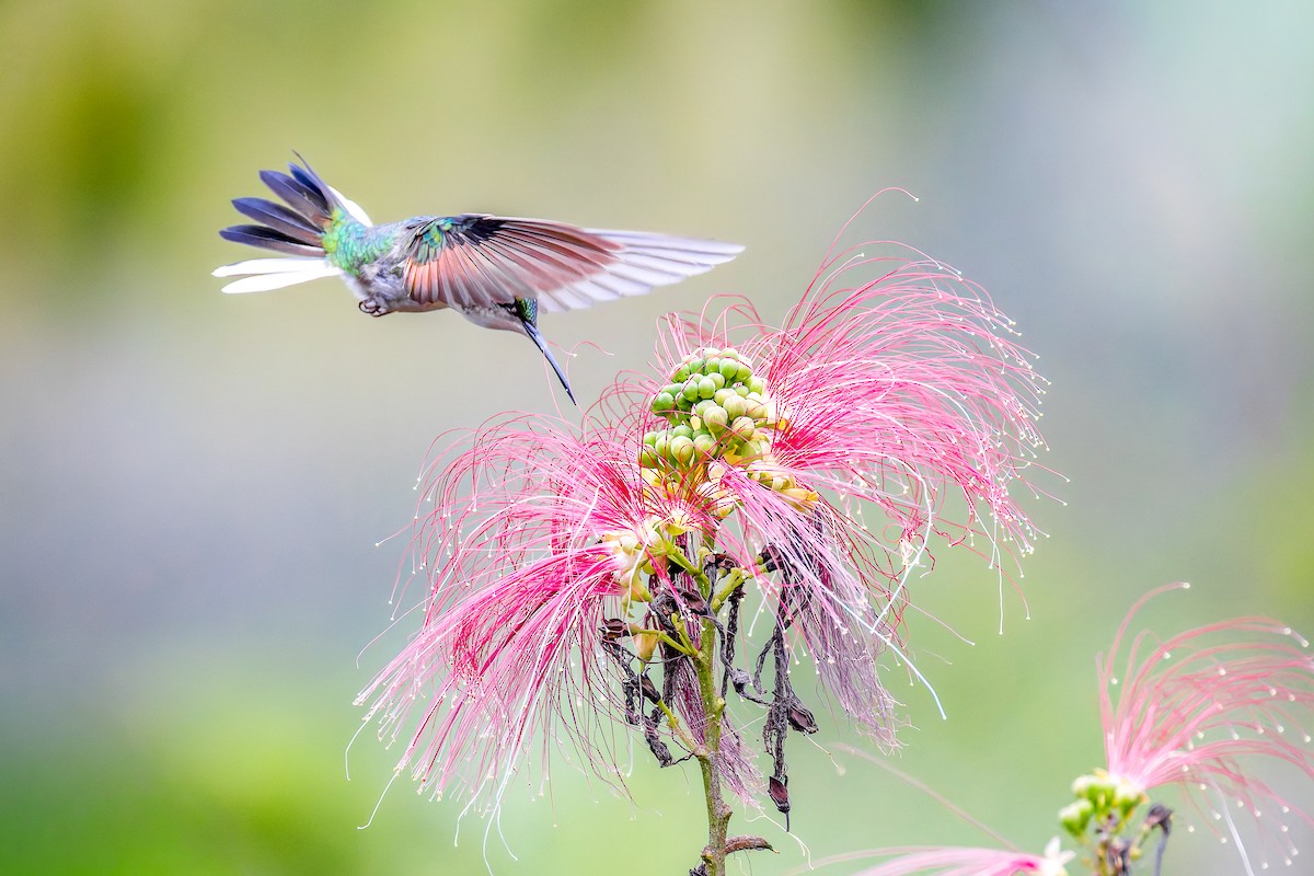 kolibřík páskoocasý - ML646457776