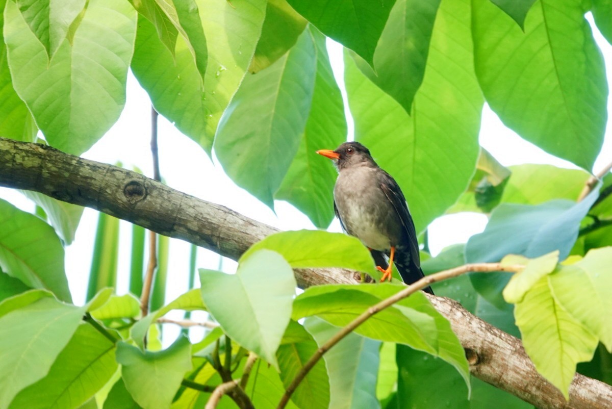 White-chinned Thrush - ML646457778