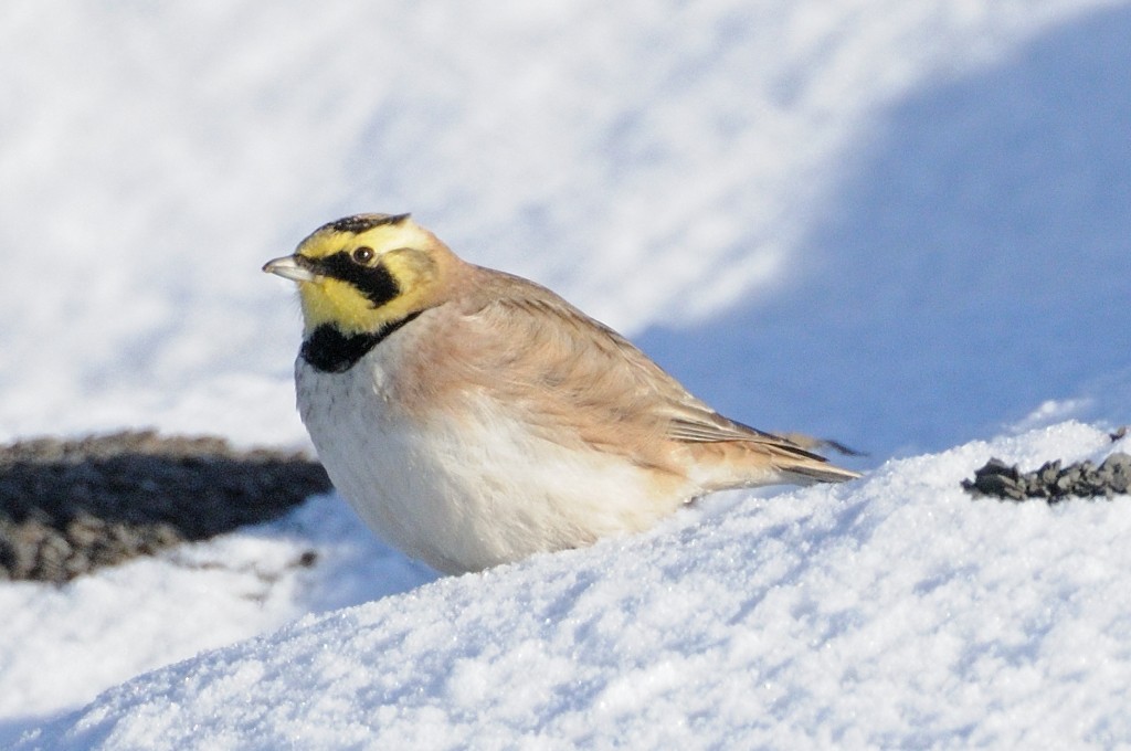 Horned Lark - ML646457779