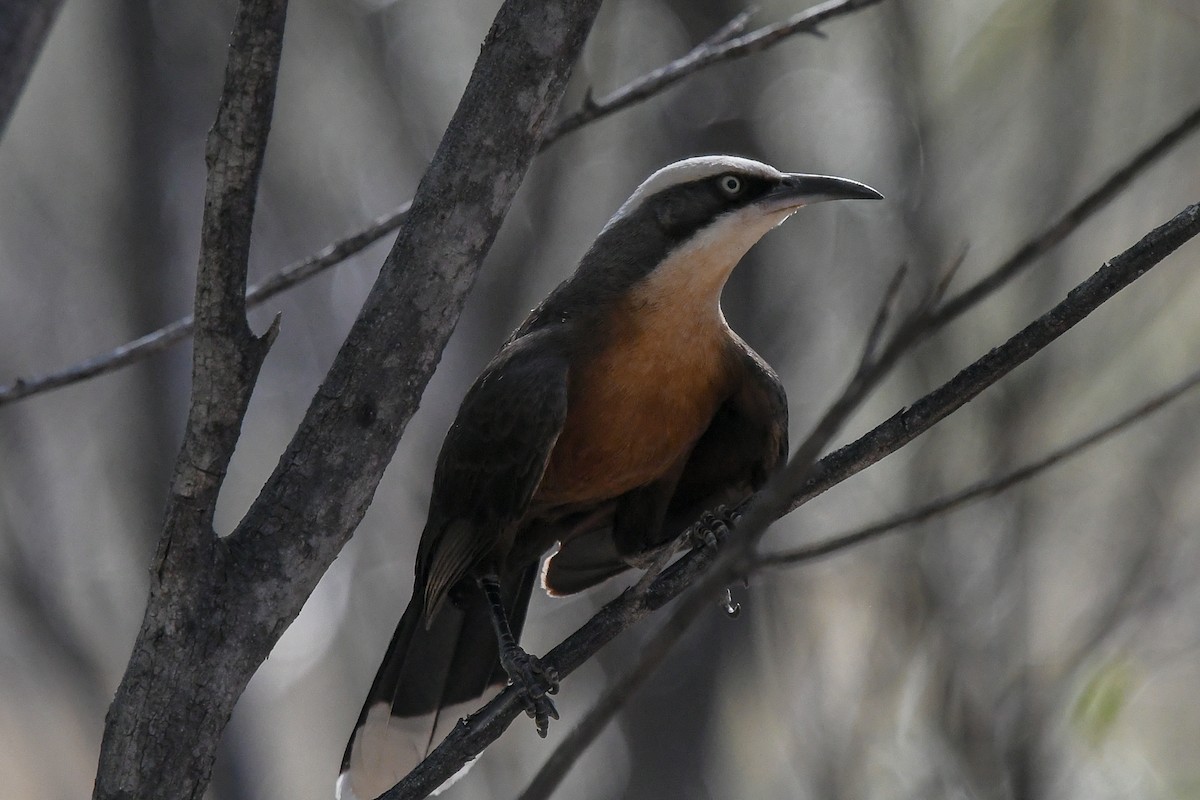 Gray-crowned Babbler - ML646457780