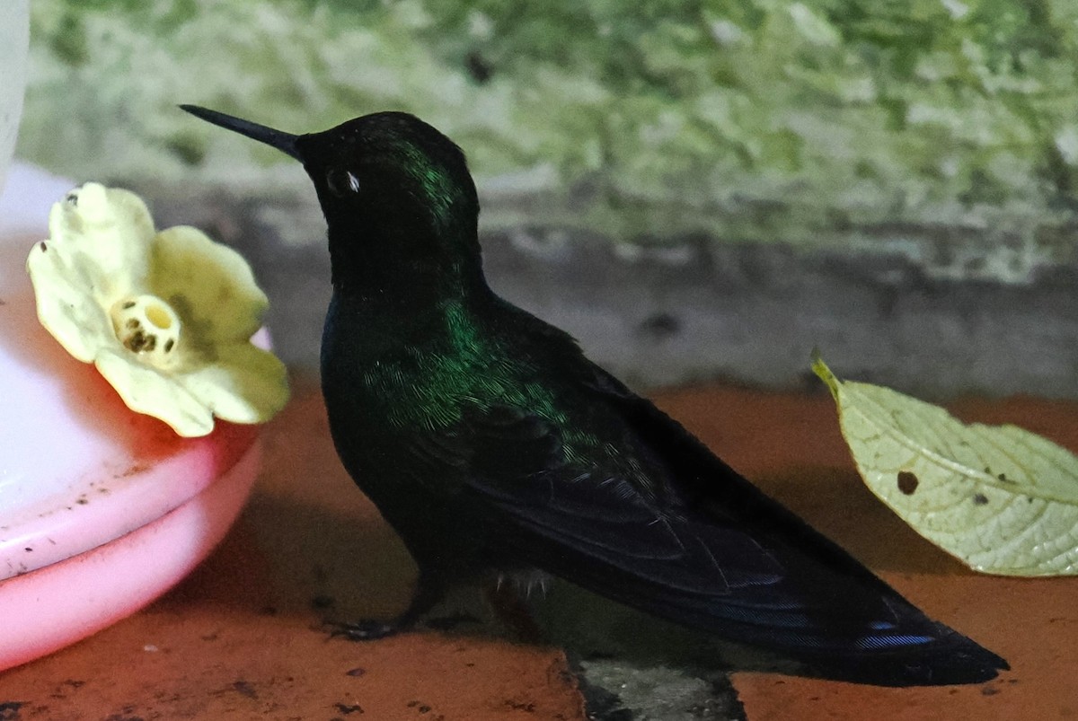 Tourmaline Sunangel - ML646457782