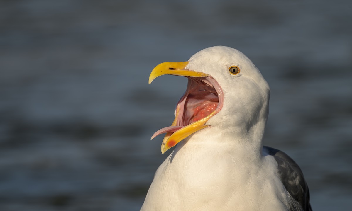 Western Gull - ML646457784