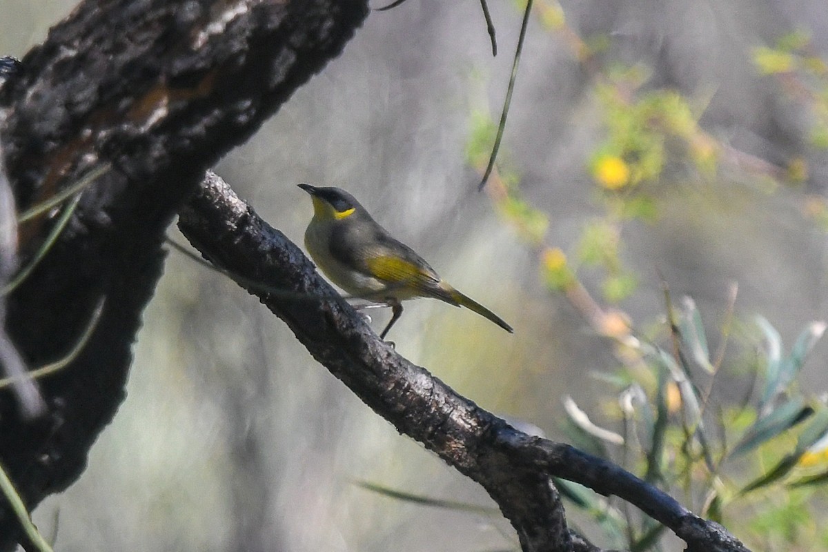 Gray-headed Honeyeater - ML646457786