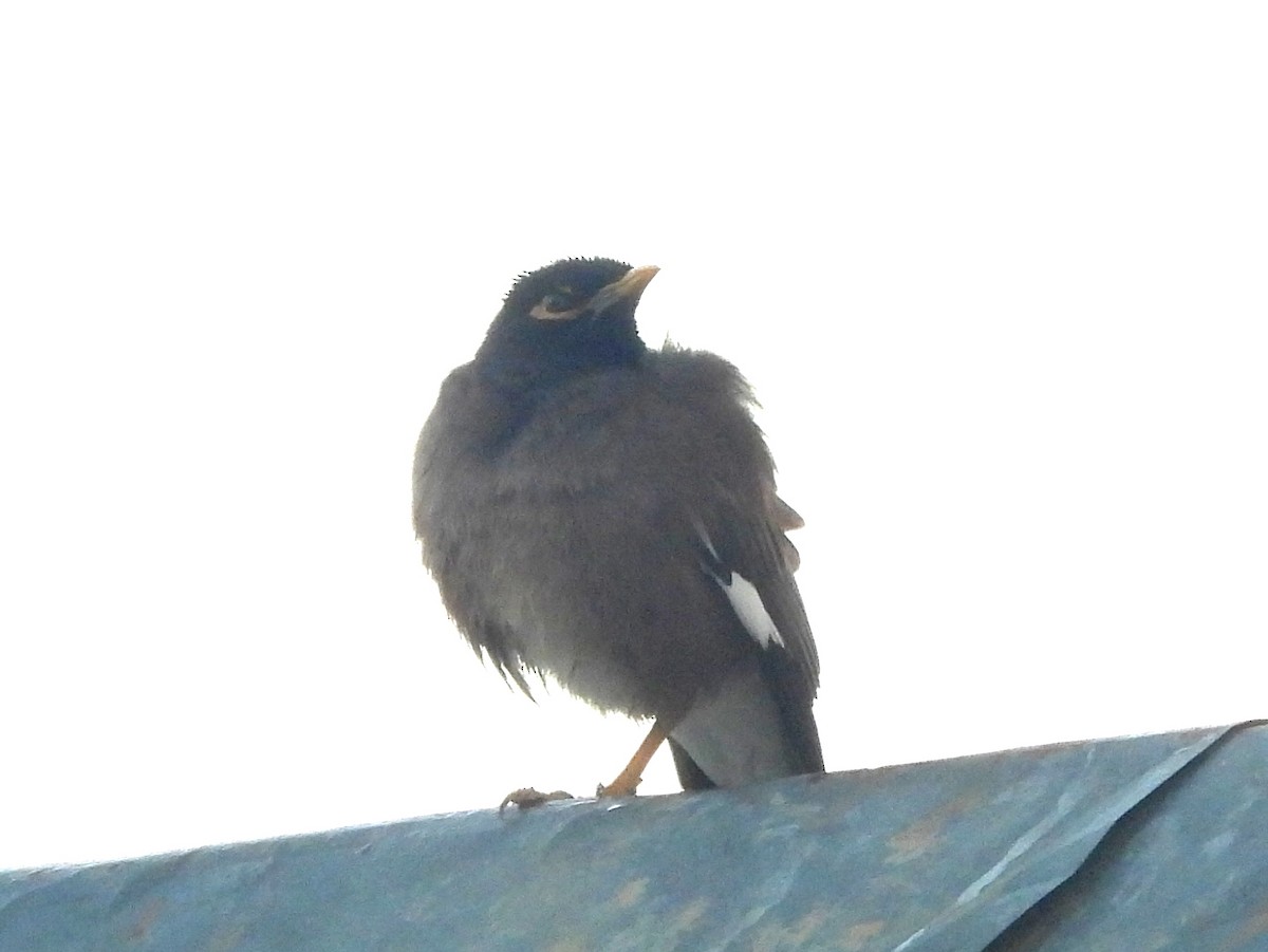 majna obecná - ML646457787