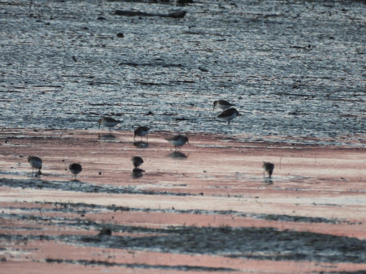 Dunlin - ML646457788