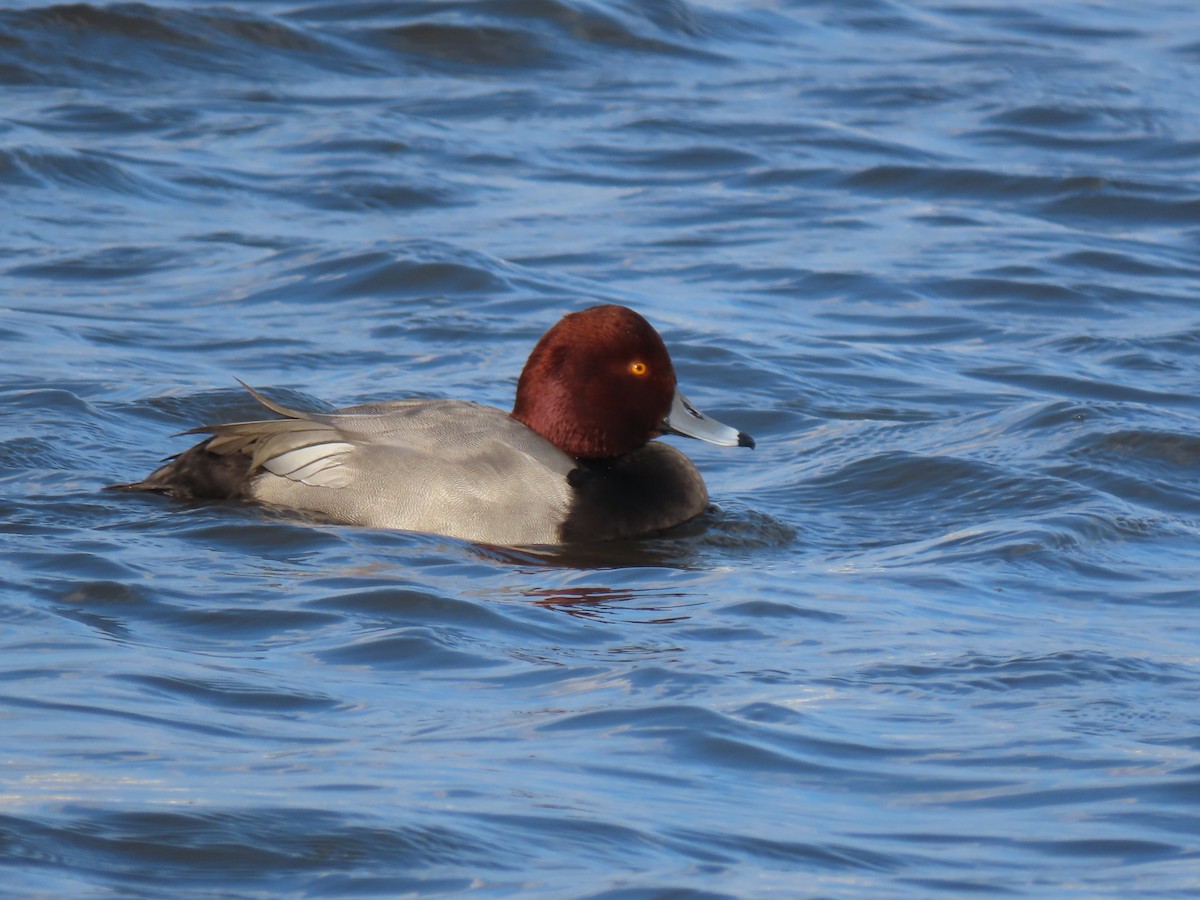 Redhead - ML646457789
