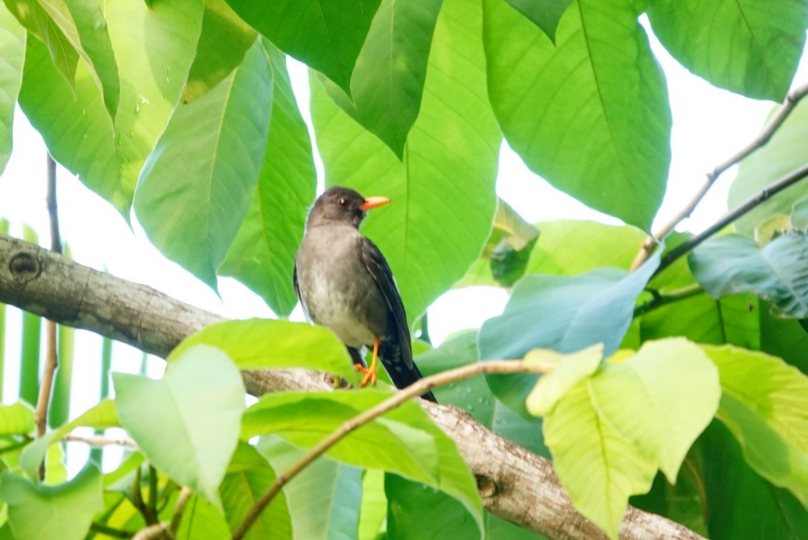 White-chinned Thrush - ML646457791