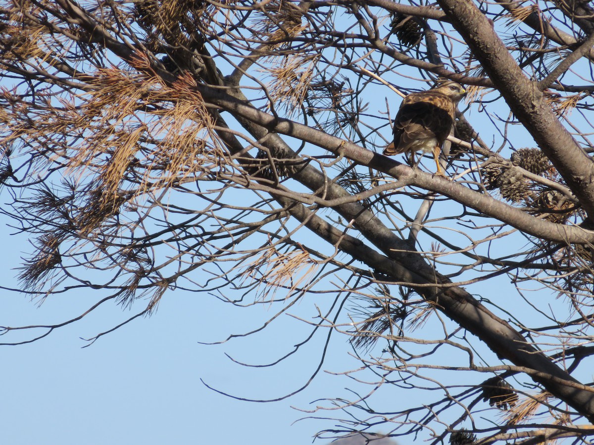 Jackal Buzzard - ML646457792